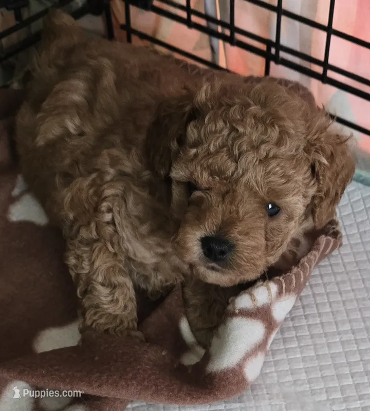 Mr Bojangels  – Poodle - Toy  puppy for sale in Grand Saline, TX