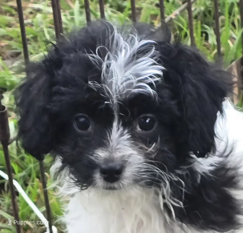 Bubbles  – Poodle - Toy  puppy for sale in Grand Saline, TX