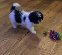 Bubbles , a female Poodle - Toy  for sale in Grand Saline, TX – 2 of 5