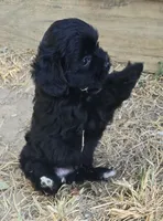 Bert, a male Poodle - Toy  for sale in Grand Saline, TX – 3 of 9