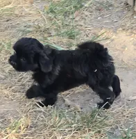 Bert, a male Poodle - Toy  for sale in Grand Saline, TX – 8 of 9