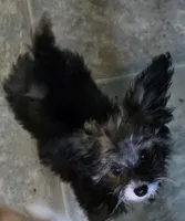 Felix , a male Poodle - Toy  for sale in Grand Saline, TX – Photo 5 of 10