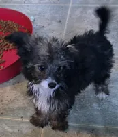 Felix , a male Poodle - Toy  for sale in Grand Saline, TX – Photo 4 of 10