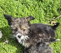 Felix , a male Poodle - Toy  for sale in Grand Saline, TX – Photo 5 of 10