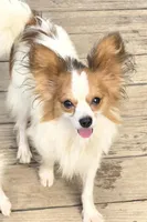 Felix , a male Poodle - Toy  for sale in Grand Saline, TX – Photo 6 of 10