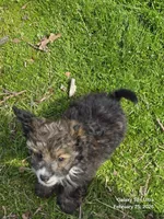 Felix , a male Poodle - Toy  for sale in Grand Saline, TX – Photo 10 of 10