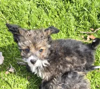Felix , a male Poodle - Toy  for sale in Grand Saline, TX – Photo 9 of 10