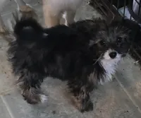 Felix , a male Poodle - Toy  for sale in Grand Saline, TX – Photo 8 of 10