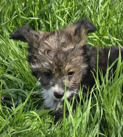 Felix , a male Poodle - Toy  for sale in Grand Saline, TX – Photo 3 of 10