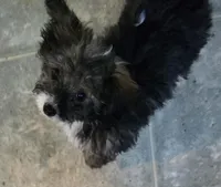 Felix , a male Poodle - Toy  for sale in Grand Saline, TX – Photo 7 of 10