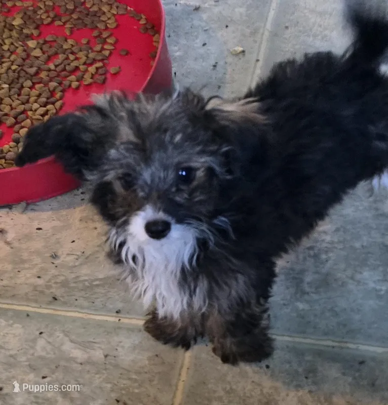 Felix  – Poodle - Toy  puppy for sale in Grand Saline, TX
