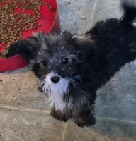 Felix , a male Poodle - Toy  for sale in Grand Saline, TX – Photo 1 of 10