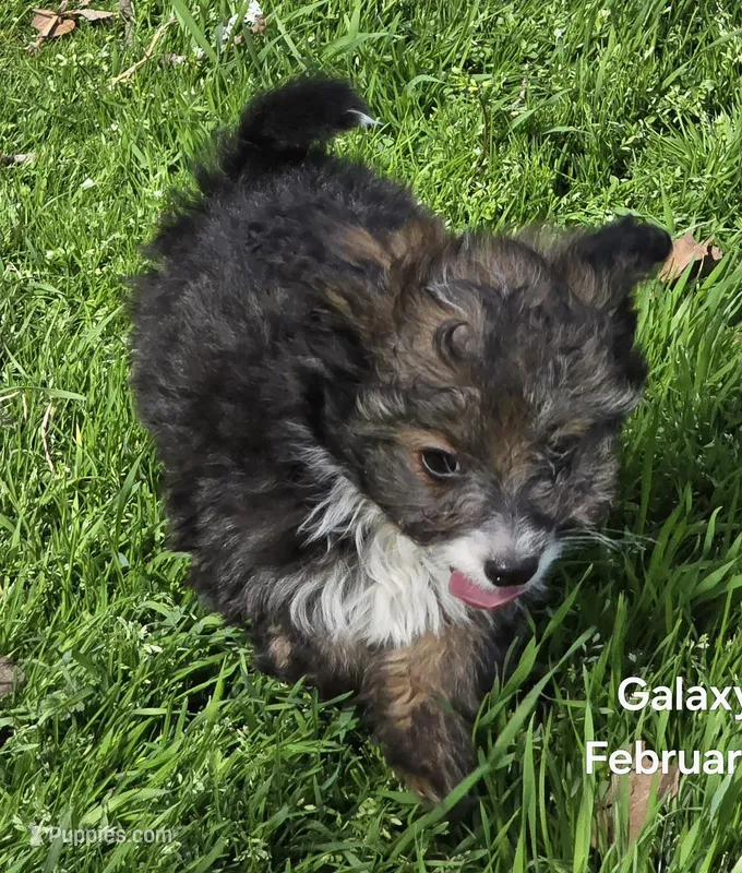 Felix , a male Poodle - Toy  for sale in Grand Saline, TX – Photo 1 of 10