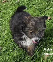 Felix , a male Poodle - Toy  for sale in Grand Saline, TX – Photo 1 of 10