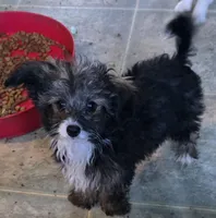 Felix , a male Poodle - Toy  for sale in Grand Saline, TX – Photo 6 of 10