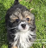 Felix , a male Poodle - Toy  for sale in Grand Saline, TX – Photo 2 of 10