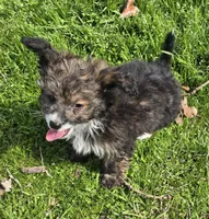 Felix , a male Poodle - Toy  for sale in Grand Saline, TX – Photo 8 of 10