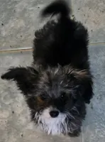 Felix , a male Poodle - Toy  for sale in Grand Saline, TX – Photo 2 of 10