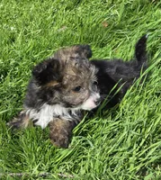Felix , a male Poodle - Toy  for sale in Grand Saline, TX – Photo 4 of 10