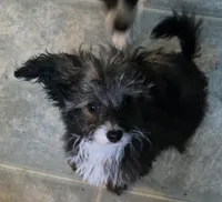 Felix , a male Poodle - Toy  for sale in Grand Saline, TX – Photo 3 of 10