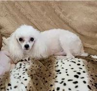 Cashmere , a female Poodle - Toy  for sale in Grand Saline, TX – 6 of 6