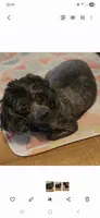 Bubbles , a female Poodle - Toy  for sale in Grand Saline, TX – 4 of 5