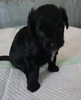 Bert, a male Poodle - Toy  for sale in Grand Saline, TX – 3 of 6