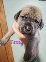 Tessa, a female Cane Corso for sale in Wheeler, MI – Photo 4 of 10