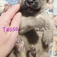 Tessa, a female Cane Corso for sale in Wheeler, MI – Photo 8 of 10