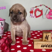Tessa, a female Cane Corso for sale in Wheeler, MI – Photo 5 of 10