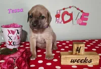 Tessa, a female Cane Corso for sale in Wheeler, MI – Photo 3 of 10