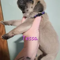 Tessa, a female Cane Corso for sale in Wheeler, MI – Photo 10 of 10