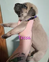 Tessa, a female Cane Corso for sale in Wheeler, MI – Photo 10 of 10