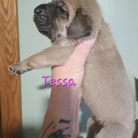 Tessa, a female Cane Corso for sale in Wheeler, MI – Photo 9 of 10