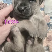 Tessa, a female Cane Corso for sale in Wheeler, MI – Photo 7 of 10