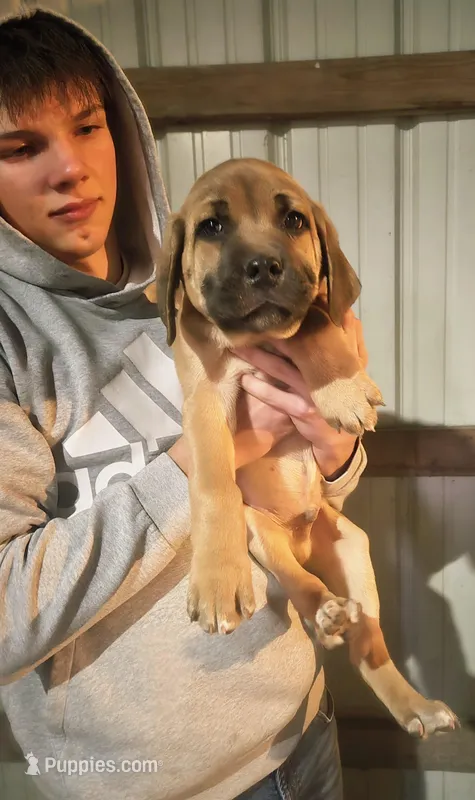 Tessa – Cane Corso puppy for sale in Wheeler, MI
