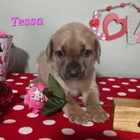 Tessa, a female Cane Corso for sale in Wheeler, MI – Photo 3 of 10