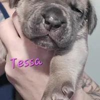 Tessa, a female Cane Corso for sale in Wheeler, MI – Photo 6 of 10