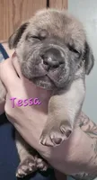 Tessa, a female Cane Corso for sale in Wheeler, MI – Photo 5 of 10