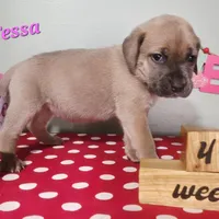 Tessa, a female Cane Corso for sale in Wheeler, MI – Photo 4 of 10