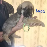 Luca, a male Cane Corso for sale in Wheeler, MI – Photo 1 of 9