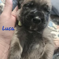 Luca, a male Cane Corso for sale in Wheeler, MI – Photo 6 of 9
