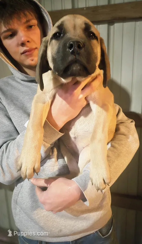 Luca – Cane Corso puppy for sale in Wheeler, MI