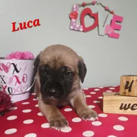 Luca, a male Cane Corso for sale in Wheeler, MI – Photo 4 of 9