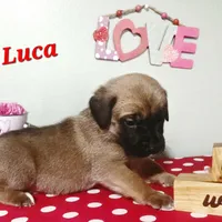 Luca, a male Cane Corso for sale in Wheeler, MI – Photo 3 of 9