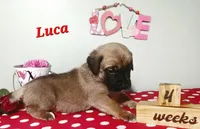 Luca, a male Cane Corso for sale in Wheeler, MI – Photo 2 of 8