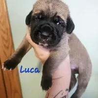 Luca, a male Cane Corso for sale in Wheeler, MI – Photo 7 of 9