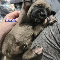 Luca, a male Cane Corso for sale in Wheeler, MI – Photo 8 of 9