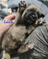 Luca, a male Cane Corso for sale in Wheeler, MI – Photo 7 of 8