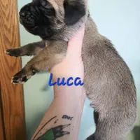 Luca, a male Cane Corso for sale in Wheeler, MI – Photo 9 of 9